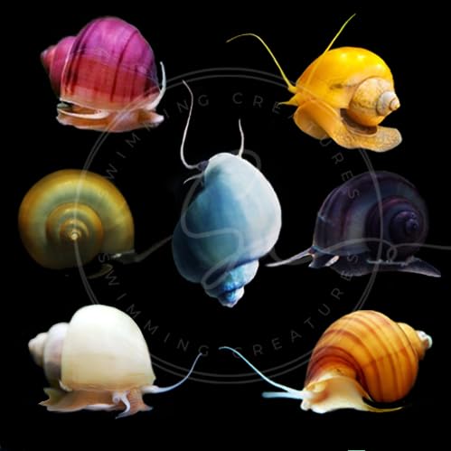 3 Assorted Color Freshwater Aquarium Mystery Snails D7070